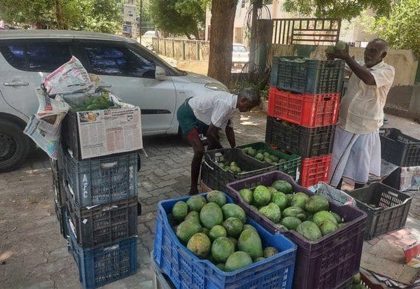  ஓணம் பண்டிகையை ஒட்டி காசா மாங்காய் விலை உயர்வு