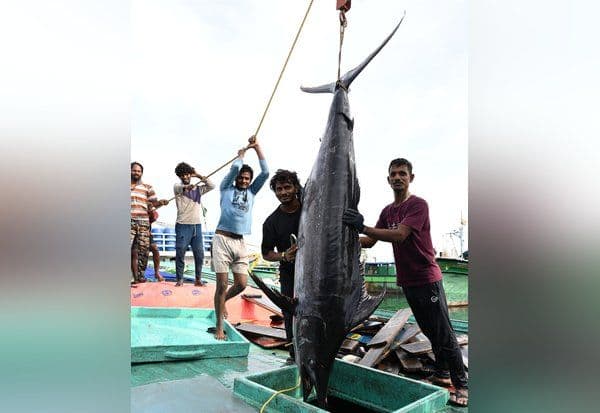  வஞ்சிரம், வவ்வால் மீன்கள் கிலோ ரூ.1,300 எகிறும் விலையால் அசைவ பிரியர்கள் ஏமாற்றம்