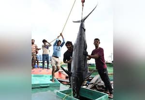  வஞ்சிரம், வவ்வால் மீன்கள் கிலோ ரூ.1,300 எகிறும் விலையால் அசைவ பிரியர்கள் ஏமாற்றம்