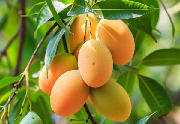  மாம்பழம் ஏற்றுமதிக்கு பதிவு செய்த விவசாயிகள் எண்ணிக்கை 1,700 ஆக உயர்வு