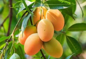 மாம்பழம் ஏற்றுமதிக்கு பதிவு செய்த விவசாயிகள் எண்ணிக்கை 1,700 ஆக உயர்வு