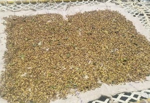  செங்கல்பட்டு புறநகரில் ஈசல் விற்பனை 'ஜோர்'