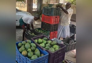  ஓணம் பண்டிகையை ஒட்டி காசா மாங்காய் விலை உயர்வு