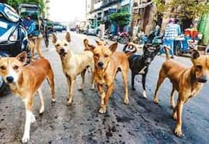  'ரேபிஸ்' இல்லாத தமிழகம் உருவாக்க ரூ.107 கோடி