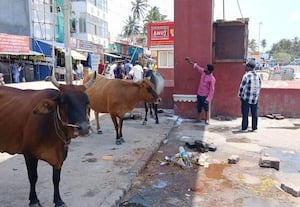  அக்னி தீர்த்த கரையில் மாடுகள் சுற்றித்திரிவதால் பக்தர்கள் பீதி