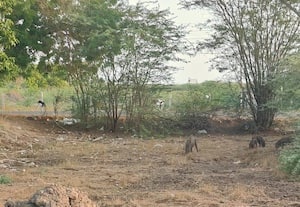 குடியிருப்பில் கூட்டமாக உலாவரும் காட்டுப்பன்றியால் மக்கள் அச்சம் குடியிருப்பில் உலாவரும் காட்டுப்பன்றியால் மக்கள் அச்சம்