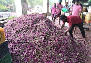  நாளை ஓணம்: கேரளம் சென்ற 22 டன் வாடாமல்லி பூக்கள்