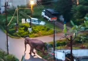  யானை தாக்கி மூதாட்டி படுகாயம்; மக்களை விரட்டுவதால் இரவு 7:00 மணிக்கு கடைகள் அடைப்பு