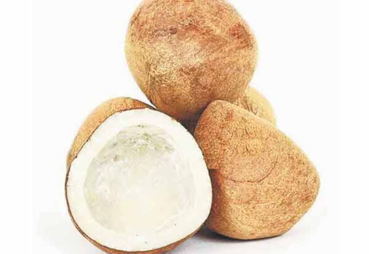 கொப்பரை தேங்காய் பருப்பு ஏல விற்பனை மையம் நாளை துவக்கம்