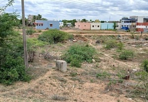  மேடானது வரத்துக்கால்வாய், கழிவுநீர் கலப்பு நீர் தேக்க முடியாமல்  பிச்சம்பட்டி கண்மாய் விவசாயிகள் கவலை
