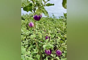  திருப்புவனத்தில் கத்தரி நேரடி விற்பனையில் விவசாயிகள்