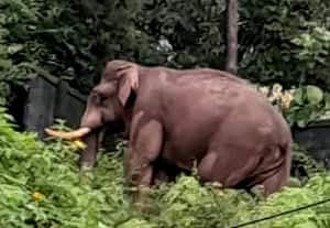  நகருக்குள் வந்த காட்டு யானையால் அதிர்ச்சி