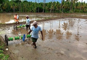  கம்பம் பள்ளத்தாக்கில் முதல் போக நேரடி நெல் விதைப்பு பணி மும்முரம்