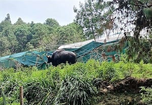  விஞ்ஞானிகள் இல்லாததால் ஆராய்ச்சி பணிகளில் தொய்வு 'கொடை' தோட்டக்கலை ஆராய்ச்சி நிலையத்தில்...