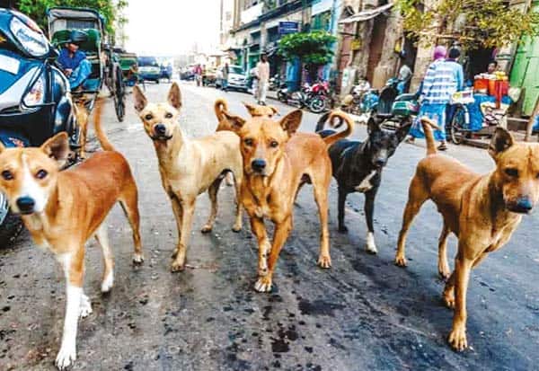 தெரு நாய் பிரச்னைக்கு தீர்வு: மத்திய அரசுக்கு ஐகோர்ட் கெடு