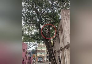  தினமலர் செய்தி எதிரொலி: மின்கம்பிகளில் உரசிய மரக்கிளைகள்: சிவகாஞ்சி மின்வாரியத்தினர் அகற்றம்
