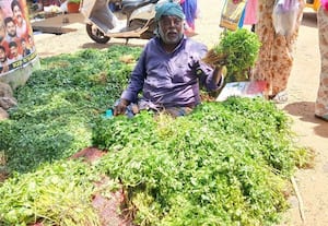  கொத்தமல்லி வரத்தால் விலை குறைவு:  ரூ.20க்கு விற்பனை