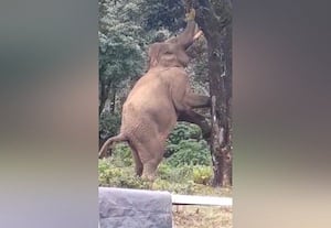 பலா பழத்தை ருசிக்க போராடிய ஒற்றையானை