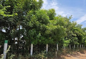  கான்கிரீட் காடுகளுக்கு நடுவில் மரக்கன்றுகள் பசுமையாக காட்சியளிக்கும் பட்டாசு நகர்