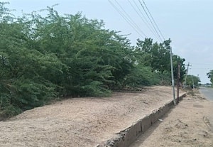  சீமைக்கருவேலம் நிறைந்த ஊருணி கண்டுகொள்ளாத அதிகாரிகள்
