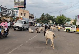  காரைக்குடி அருகே கோவிலுாரில் ரோட்டில் திரியும் கால்நடைகள் வாகன ஓட்டிகள் அச்சம்