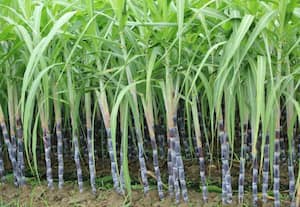 கிரஷர் தொழிற்சாலைக்கு அரசு உதவி ﻿ எதிர்பார்ப்பு : வெல்லம் விலை கடும் உயர்வால் முடிவு