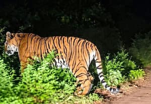  புலி நடமாட்டம் தொழிலாளர்கள் அச்சம்
