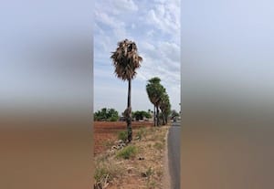  உசிலை: வறட்சியால் வாழ்விழந்த பனைகள்