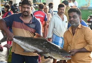  சங்கரா, சீலா ரக மீன்கள் விலை: காசிமேடில் எகிறியது