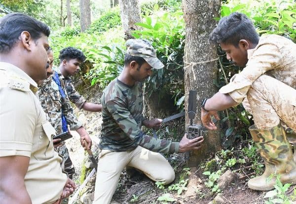  வனத்துறைக்கு போக்கு காட்டும் 'ஆட்கொல்லி புலி' 'லைவ்' கேமரா பொருத்தி கண்காணிப்பு