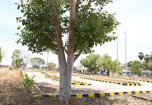 தானியங்கி ஓட்டுநர் தேர்வு தள குளறுபடியால் அரசுக்கு ﻿ வருவாய் இழப்பு: உரிமம் கோரி விண்ணப்பித்தவர்கள் அலைக்கழிப்பு