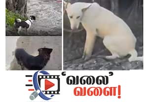 எஜமானரை தேடும் நாய்கள்; வாயில்லா ஜீவன்களின் விசுவாசம்