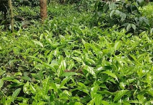  புலி பிரச்னையால் வேலையும், வருவாயும் இல்லை; அரசு உதவியை எதிர்பார்க்கும் கிராம மக்கள்