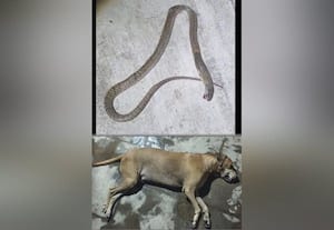  வீட்டில் புகுந்த பாம்பை கடித்து கொன்ற நாய் பலி