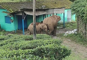  குடியிருப்பு பகுதியில் முகாமிட்ட யானைகள்