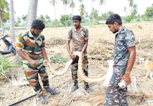 10 அடி மலைப்பாம்பை மீட்ட வனத்துறையினர்