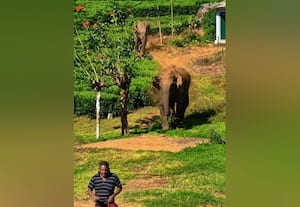  காட்டுயானைகளிடம் இருந்து நுாலிழையில் தப்பிய முதியவர்