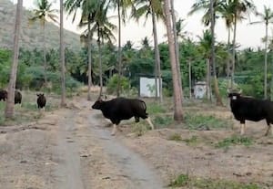  புத்துார் மலைப்பகுதியில் வறட்சி நீருக்காக தரையிறங்கும் காட்டுமாடுகள்