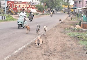 சாலையில் சுற்றித்திரியும் தெருநாய்களால் விபத்து