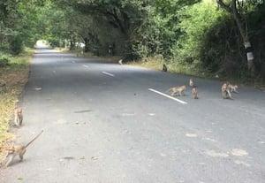  பூங்குணம் பகுதியில் குரங்குகள் நடமாட்டம்