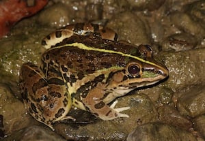 காணாமல் போன தவளை சத்தம்