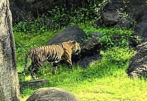  தேக்கடி ஏரிக்கரையில் உலா வந்த புலி ரசித்து மகிழ்ந்த சுற்றுலாப் பயணிகள்