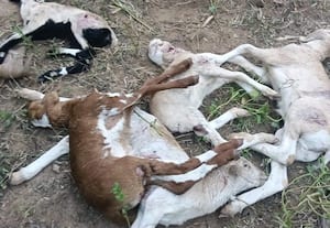  தெரு நாய்கள் கடித்து 20 ஆடுகள் பலி
