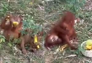 ஒடிசா வனப்பகுதியில் 5 அரிய வகை ஒராங் உடான் குட்டிகள் மீட்பு; வனத்துறை விசாரணை