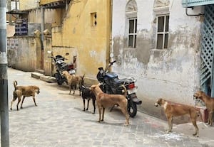  பரமக்குடி, முதுகுளத்துாரில் நாய்கள் தொல்லை அதிகரிப்பு