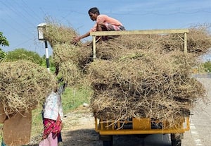  மூலிகை செடி, வேர்களை தேடும் தொழிலாளர்கள்