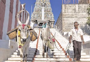 சென்னிமலை கோவில் தீர்த்தம் சுமக்க வேலவன் காளைக்கு பயிற்சி