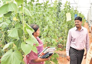 கிருஷ்ணராயபுரத்தில் வளர்ச்சி பணி ஆய்வு