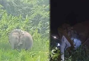 யானை கழுத்தில் சிக்கிய டயர் அகற்றம்