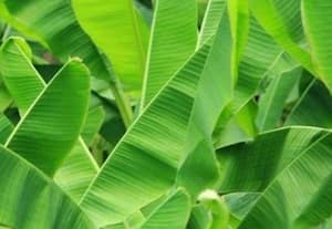  தேவை அதிகரிப்பால் வாழை இலை விலை உயர்வு
